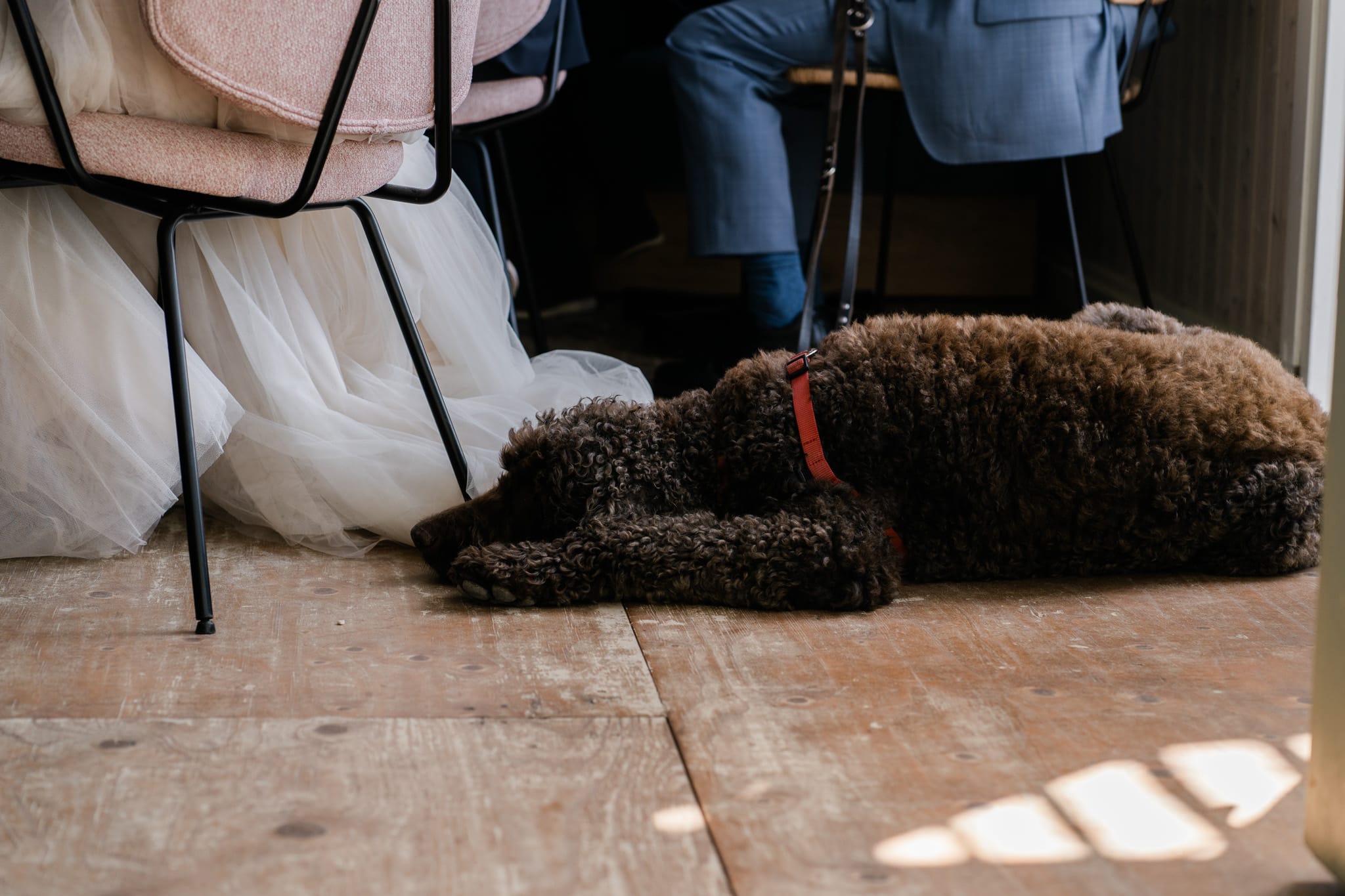 Trouwen met huisdieren: je hond of kat bij je bruiloft te betrekken